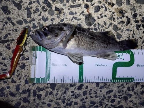 クロソイの釣果