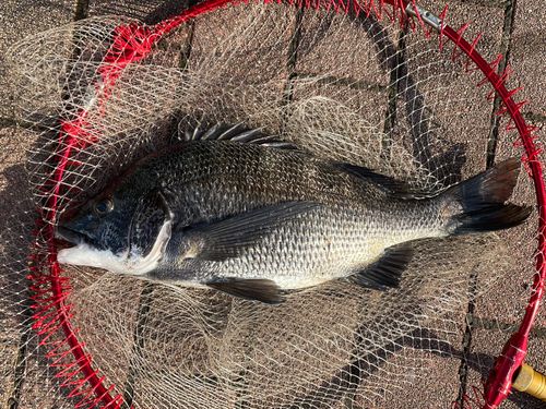 クロダイの釣果