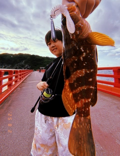 キジハタの釣果