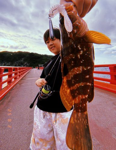 キジハタの釣果