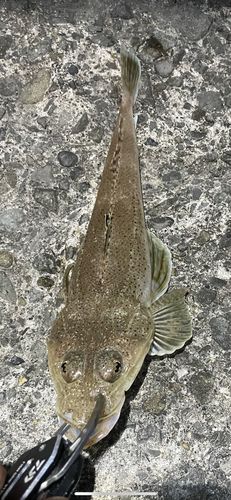 ワニゴチの釣果