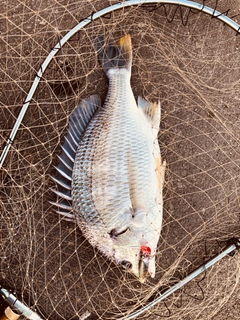 キビレの釣果