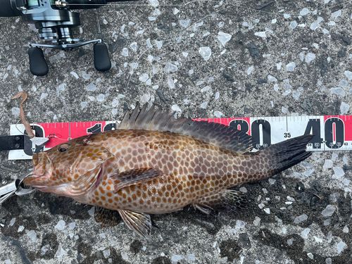 オオモンハタの釣果