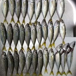アジ