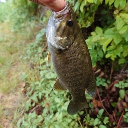 スモールマウスバス