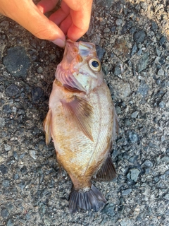 キンメバルの釣果