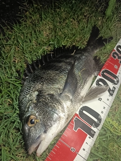 チヌの釣果