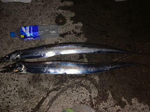 タチウオの釣果