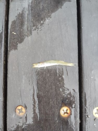 カマスの釣果