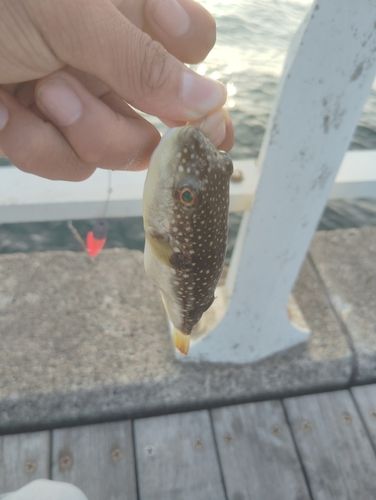 フグの釣果