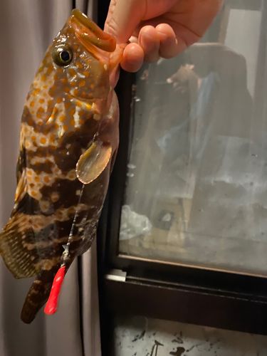 キジハタの釣果