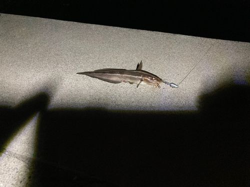 ゴンズイの釣果