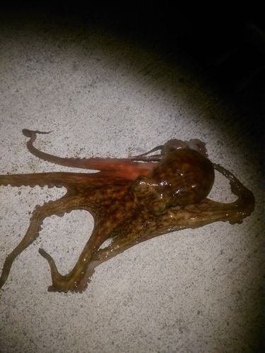 タコの釣果