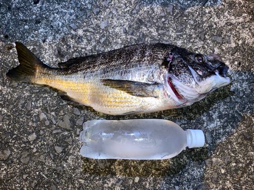 釣果