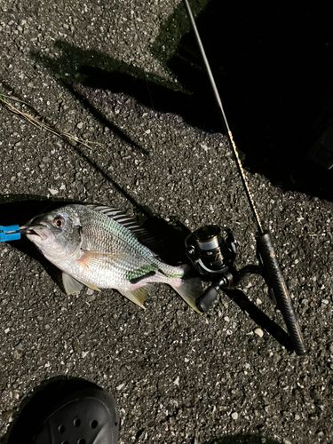 キビレの釣果