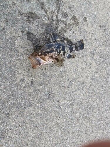 タケノコメバルの釣果
