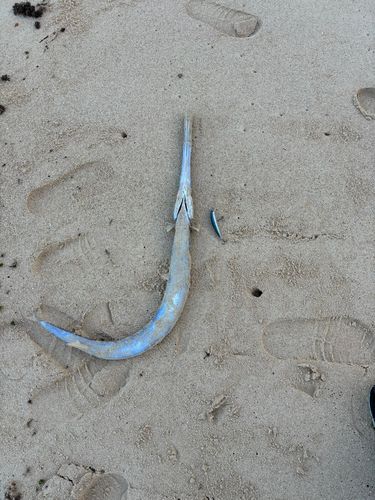 ヤガラの釣果