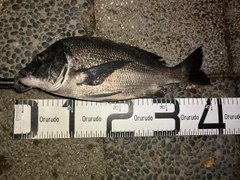 クロダイの釣果