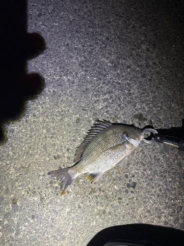 キビレの釣果