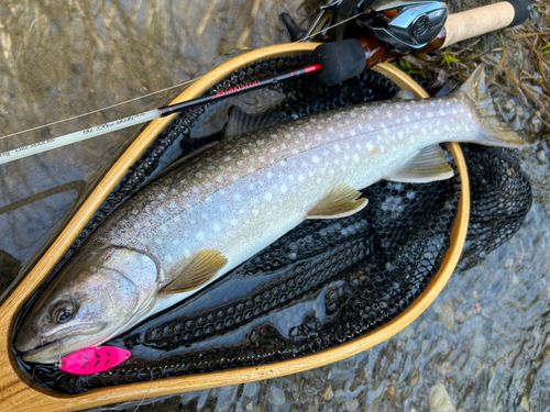 アメマスの釣果