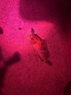 アコウの釣果