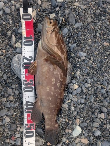 クエの釣果