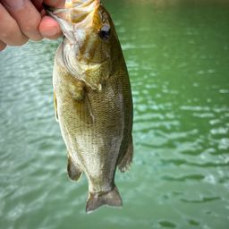 スモールマウスバス