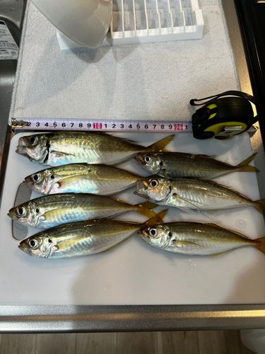 アジの釣果
