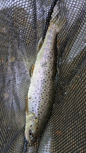 ニジマスの釣果