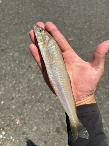 シロギスの釣果