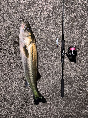 シーバスの釣果