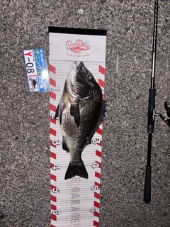 チヌの釣果