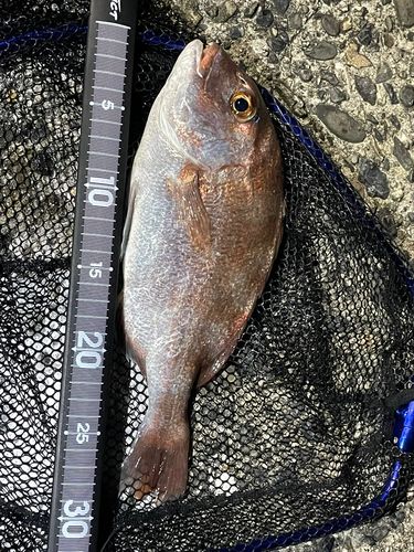 タイの釣果