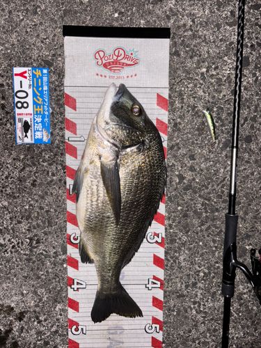チヌの釣果