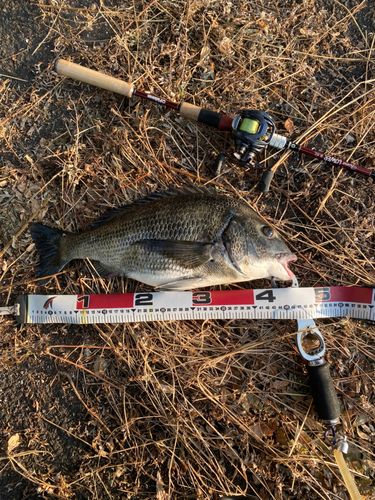 クロダイの釣果