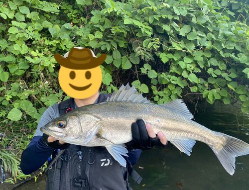 スズキの釣果