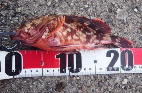 カサゴの釣果