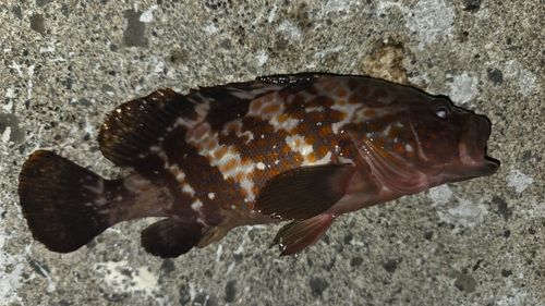 キジハタの釣果