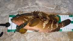 アコウの釣果