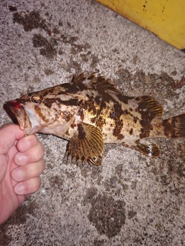 タケノコメバルの釣果
