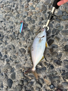 ショゴの釣果