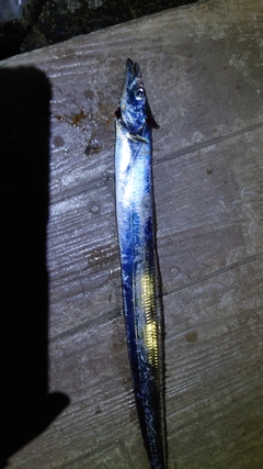 タチウオの釣果