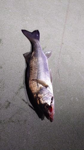 ハネ（マルスズキ）の釣果