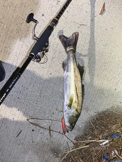 フッコ(マルスズキ)の釣果