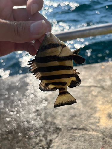 キスの釣果