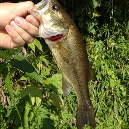 ラージマウスバス