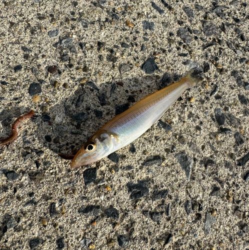 シロギスの釣果