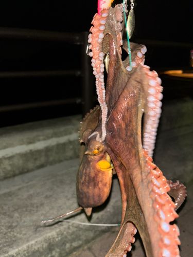 タコの釣果