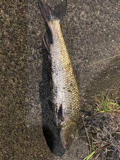 ニゴイの釣果