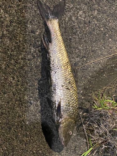 ニゴイの釣果